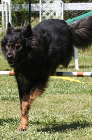 Level 6 - $50  (Level 5 plus Kodiak stuffie)